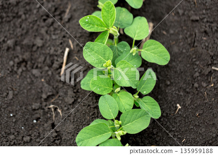 Fresh green soy plants on the field in spring. Rows of young soybean plants Fresh green soy plants on the field in spring. Rows of young soybean plants 135959188
