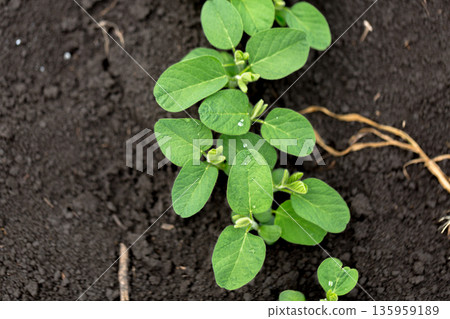 Fresh green soy plants on the field in spring. Rows of young soybean plants Fresh green soy plants on the field in spring. Rows of young soybean plants 135959189
