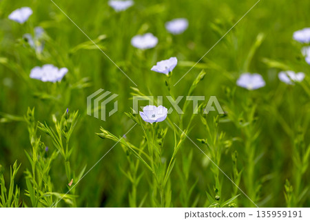 Flax blooms. Green flax field in summer Sunny day. Agriculture, the cultivation of flax. Flax blooms. Green flax field in summer Sunny day. Agriculture, the cultivation of flax. 135959191