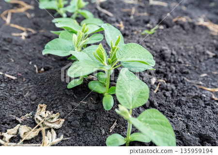 Fresh green soy plants on the field in spring. Rows of young soybean plants Fresh green soy plants on the field in spring. Rows of young soybean plants 135959194