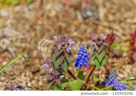 春天的野花穆斯卡里和 Lamium purpureum 春天的野花穆斯卡里和 Lamium purpureum 135959208