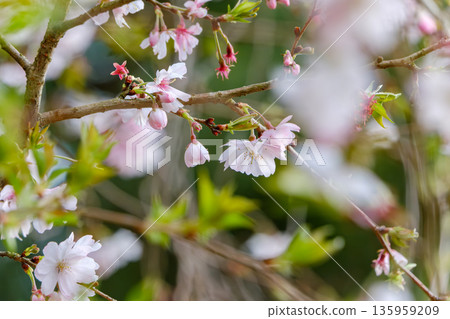 Pale pink October cherry blossoms and spring light Pale pink October cherry blossoms and spring light 135959209