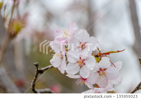 淡粉紅色櫻花特寫 135959323