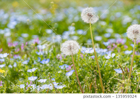 蒲公英的絨毛立於一片粉蝶花田中 135959324