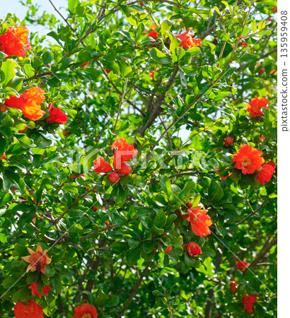 Blooming Pomegranate Tree with Vibrant Red Flowers in Spring 135959408