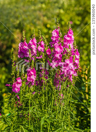 sidalcea perennials summer flowers plants sidalcea perennials summer flowers plants 135960040