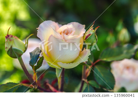 pale white rose, floral background pale white rose, floral background 135960041