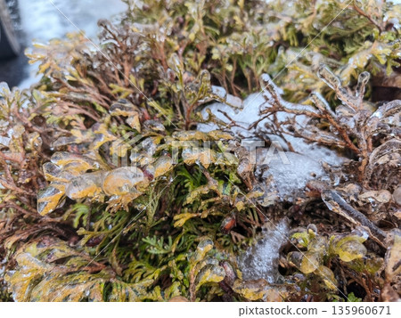 Close view of snowy and icy evergreen bush capturing frozen leaf edges, shimmering winter crystals, and resilient greenery beneath layers of cold frost. 135960671
