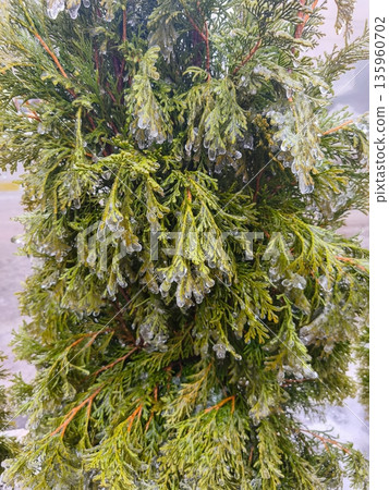 Evergreen foliage with icicles hanging from branches after freezing rain, showing glossy green leaves stressed under cold weight and winter hazard. Evergreen foliage with icicles hanging from branches after freezing rain, showing glossy green leaves stressed under cold weight and winter hazard. 135960702