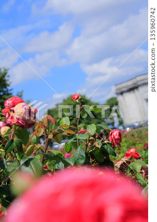 Close-up of the roses in the garden. Red roses in the garden. Nature and flower scene. 135960742