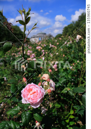 Close-up of the roses in the garden. Red roses in the garden. Nature and flower scene. Close-up of the roses in the garden. Red roses in the garden. Nature and flower scene. 135960745