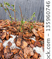 Mulch with sprouting green plant emerging from snowy garden bed, highlighting resilience of nature through frozen layers of organic bark and melting frost. 135960746