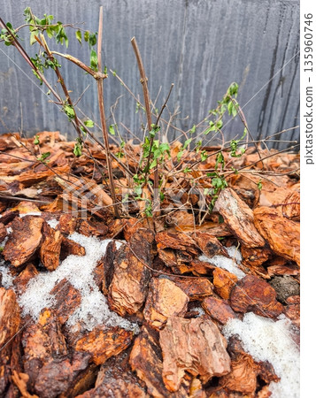 Mulch with sprouting green plant emerging from snowy garden bed, highlighting resilience of nature through frozen layers of organic bark and melting frost. 135960746
