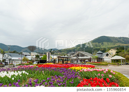 縣立羽田野戶川公園的廣場和休息站，在丹澤山脈的背景下，五彩繽紛的春季鬱金香競相綻放。 135960854