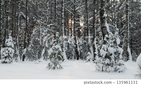 Dusk Falling Over Snow Filled Pine Clearing, Soft Low Sun Filtering Through Trunks, Scattered Young Firs Punctuating White Field, Contemplative Quiet And Cool Evening Air Dusk Falling Over Snow Filled Pine Clearing, Soft Low Sun Filtering Through Trunks, Scattered Young Firs Punctuating White Field, Contemplative Quiet And Cool Evening Air 135961131