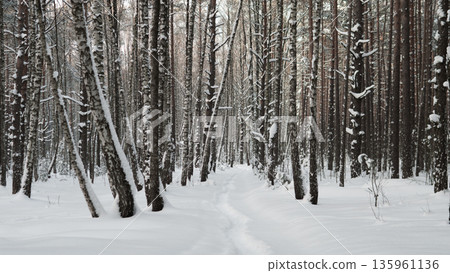 Dense Vertical Pine Trunks Creating Rhythmic Winter Pattern, Repetitive Silhouettes Rising From Powder Snow, Minimalist Composition Evoking Calm, Cold, Contemplative Forest Mood 135961136