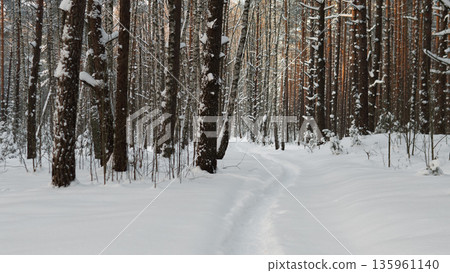 Narrow Snow Trail Under Leaning Pine Trunks, Curved Path Winding Past Bent Tree, Compacted Prints Cutting Through Powder, Quiet Forest Corridor Perfect For Wandering And Outdoor Adventure 135961140