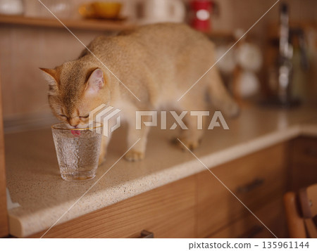 Beautiful short hair cat at home drink water from glass on kitchen table. Adorable domestic pet concept. 135961144