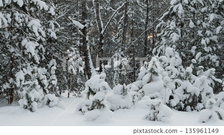 Siberian Taiga Pine Forest Blanketed With Snow, Frosted Branches And Deep Drifts Forming Serene Winter Scene Under Overcast Sky. Remote Boreal Landscape Evokes Pristine Solitude And Cold Siberian Taiga Pine Forest Blanketed With Snow, Frosted Branches And Deep Drifts Forming Serene Winter Scene Under Overcast Sky. Remote Boreal Landscape Evokes Pristine Solitude And Cold 135961149