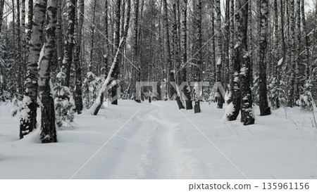Snowcovered Avenue With Birch Trees, Chilly Snowlined Path Flanked With Slender White Bark Trunks, Quiet Winter Corridor Stretching Through Straightlined Birch Woods With Muted Colors Snowcovered Avenue With Birch Trees, Chilly Snowlined Path Flanked With Slender White Bark Trunks, Quiet Winter Corridor Stretching Through Straightlined Birch Woods With Muted Colors 135961156