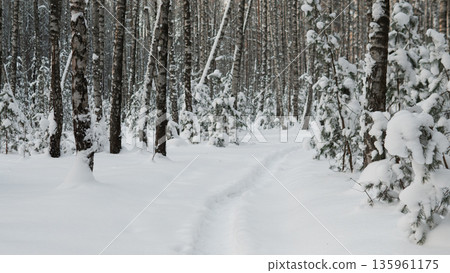 Snowy Trail Suggesting Animal Passage Through Taiga, Mixed Spruce And Birch Framing Narrow Track, Ideal For Wildlife Tracking, Ecology Projects, Conservation Visuals And Outdoor Research Snowy Trail Suggesting Animal Passage Through Taiga, Mixed Spruce And Birch Framing Narrow Track, Ideal For Wildlife Tracking, Ecology Projects, Conservation Visuals And Outdoor Research 135961175