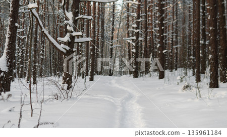 Winding Snow Track Through Tall Pine Forest, Narrow Path Curving Between Trunks, Compacted Ski Or Boot Prints Guiding Into Distant Light, Rhythmic Vertical Lines Creating Peaceful Expedition 135961184