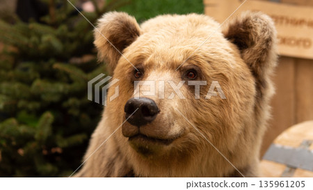 closeup brown bear taxidermy head displayed on pine backdrop with lifelike eyes and detailed fur, curated specimen for natural history exhibit, warm indoor lighting, nostalgic educational 135961205