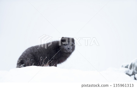 Blue morph Arctic fox walking in snowy white winter landscape Blue morph Arctic fox walking in snowy white winter landscape 135961313