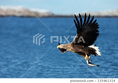 White-tailed sea eagle in flight over blue water carrying a fish in its talons White-tailed sea eagle in flight over blue water carrying a fish in its talons 135961314