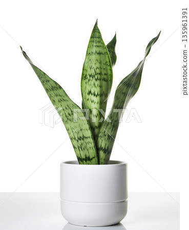 白色花盆裡的虎尾蘭 135961391