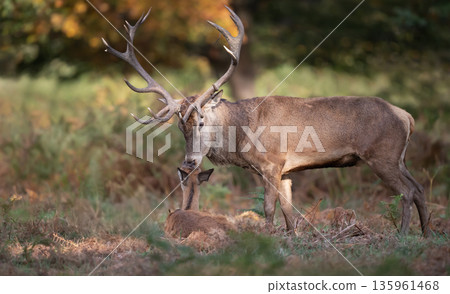 Red deer stag with hind during the rutting season in autumn Red deer stag with hind during the rutting season in autumn 135961468
