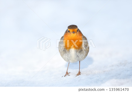 European robin standing in snow in winter European robin standing in snow in winter 135961470