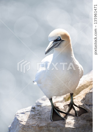 Northern Gannet seabird perched on rocky cliff ledge by ocean Northern Gannet seabird perched on rocky cliff ledge by ocean 135961471