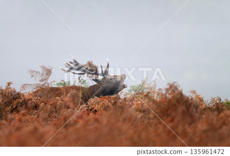 Red deer stag roaring during autumn rut in ferns 135961472