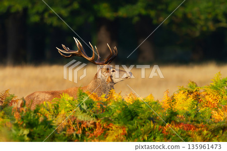 Red deer stag standing in ferns in autumn meadow Red deer stag standing in ferns in autumn meadow 135961473