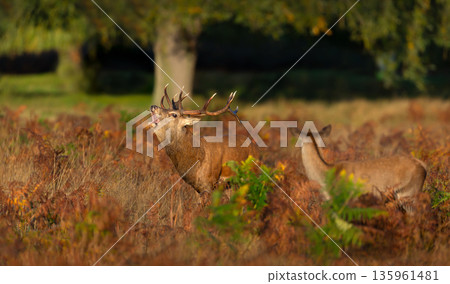 Red deer stag roaring in meadow during autumn rut Red deer stag roaring in meadow during autumn rut 135961481