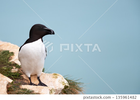 Razorbill seabird perched on cliff edge by ocean 135961482