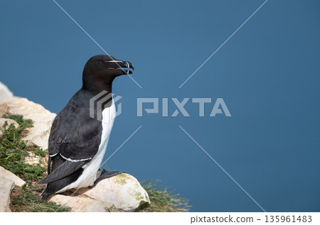 Razorbill seabird perched on cliff edge by ocean Razorbill seabird perched on cliff edge by ocean 135961483