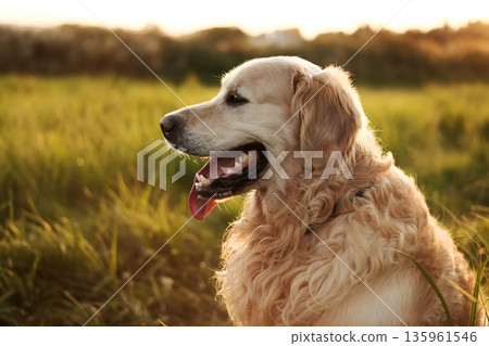 Adorable Golden Retriever Dog At Sunset 135961546