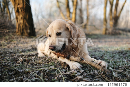 Happy Golden Retriever Dog On A Frosty Walking 135961576