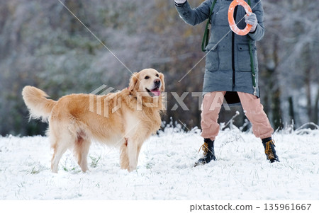 Golden Retriever Dog On Winter Walking With Owner Girl Golden Retriever Dog On Winter Walking With Owner Girl 135961667