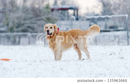 Cute Golden Retriever Dog Playing With Toy And Running On A Snow Cute Golden Retriever Dog Playing With Toy And Running On A Snow 135961668