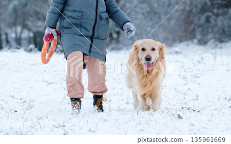 Owner Girl Walking With Her Golden Retriever Dog On A Snow Field Owner Girl Walking With Her Golden Retriever Dog On A Snow Field 135961669