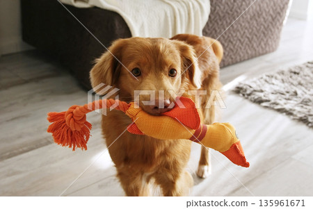 Nova Scotia Tolling retriever breed dog playing with toy duck 135961671