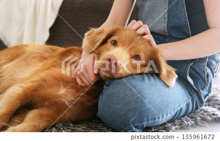 Adorable Brown Toller Retriever Dog Lying On A Floor, Girl Stroking Her Dog Adorable Brown Toller Retriever Dog Lying On A Floor, Girl Stroking Her Dog 135961672