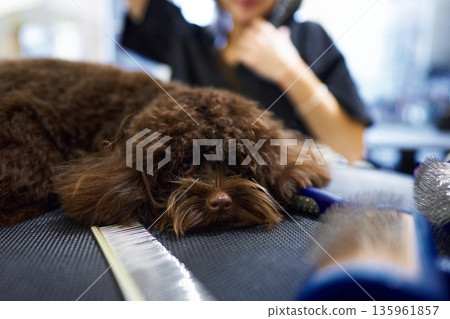 Dog receiving grooming care at a pet salon during the day Dog receiving grooming care at a pet salon during the day 135961857