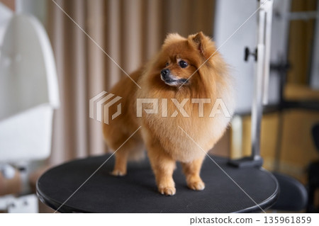 Pomeranian dog standing on grooming table in bright salon environment Pomeranian dog standing on grooming table in bright salon environment 135961859