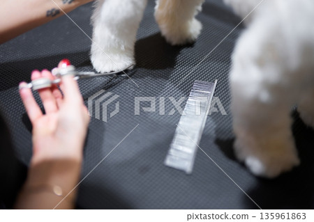 Grooming a fluffy dog at a pet salon during a sunny afternoon Grooming a fluffy dog at a pet salon during a sunny afternoon 135961863