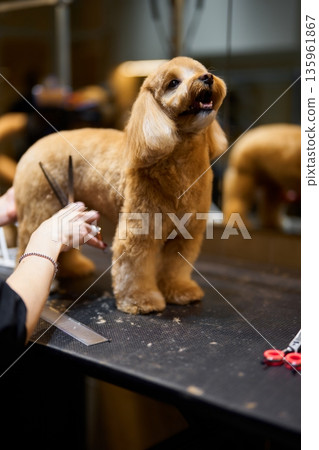 Grooming a fluffy dog in a pet salon during a busy afternoon 135961867