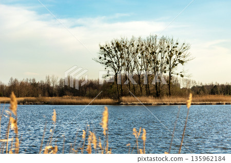 Tall trees on the water's edge Tall trees on the water's edge 135962184